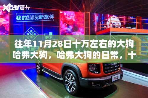 建議，十一月二十八號(hào)的溫馨記憶，哈弗大狗的日常