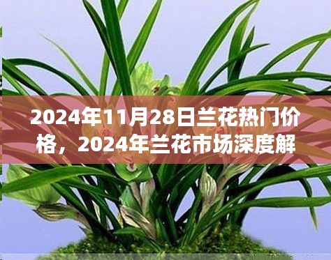 2024年蘭花市場深度解析，熱門價格與特性評測