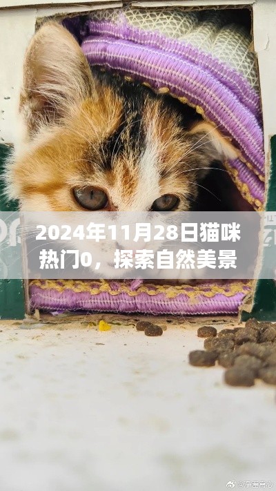 與貓咪共探自然美景，一場(chǎng)心靈洗滌的奇妙之旅（2024年11月28日貓咪熱門0）