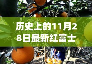紅富士果實見證友情紐帶，歷史上的11月28日新品種故事