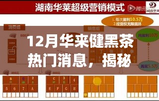 揭秘十二月華來健黑茶熱潮，最新動(dòng)態(tài)與深度解讀