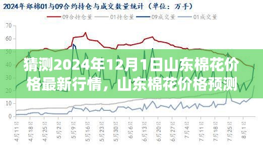 2024年預(yù)測(cè)，山東棉花價(jià)格行情展望與觀點(diǎn)碰撞