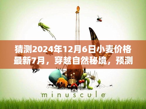 心靈之旅，揭秘未來小麥價(jià)格預(yù)測與麥田奇跡的心靈平靜之旅