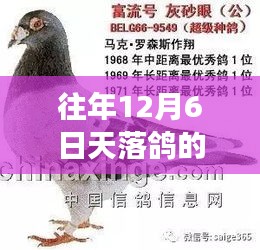 鼓舞人心的勵(lì)志之旅，天落鴿的奇跡與力量，歷年12月6日的故事更新