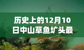 歷史上的中山草魚壙頭價格演變與當(dāng)前市場觀點(diǎn)，聚焦中山草魚壙頭最新價格動態(tài)