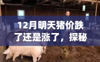 探秘小巷特色小店，揭秘豬肉行情與美味豬肉的饕餮之旅
