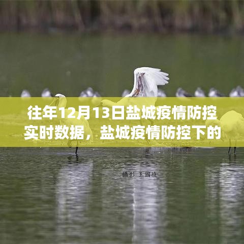 鹽城疫情防控下的綠色之旅，實時數(shù)據(jù)與內(nèi)心寧靜的追尋