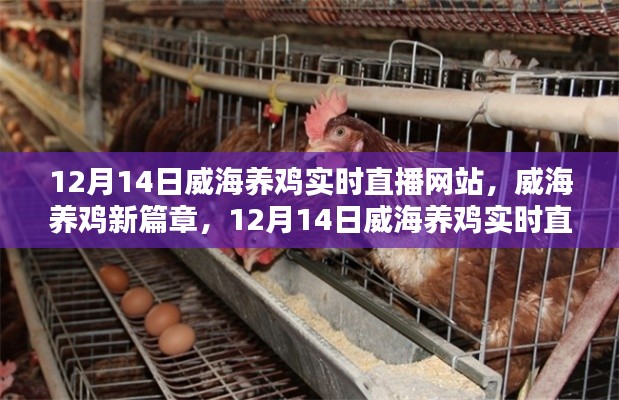 威海養(yǎng)雞直播新篇章，深度解析與實時直播網(wǎng)站體驗