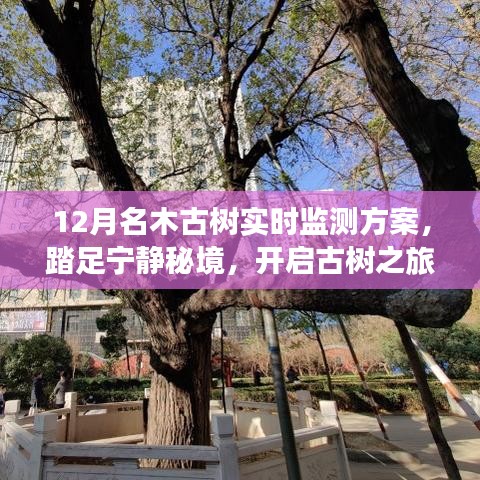 12月名木古樹實(shí)時(shí)監(jiān)測(cè)方案，古樹之旅的心靈探尋之旅