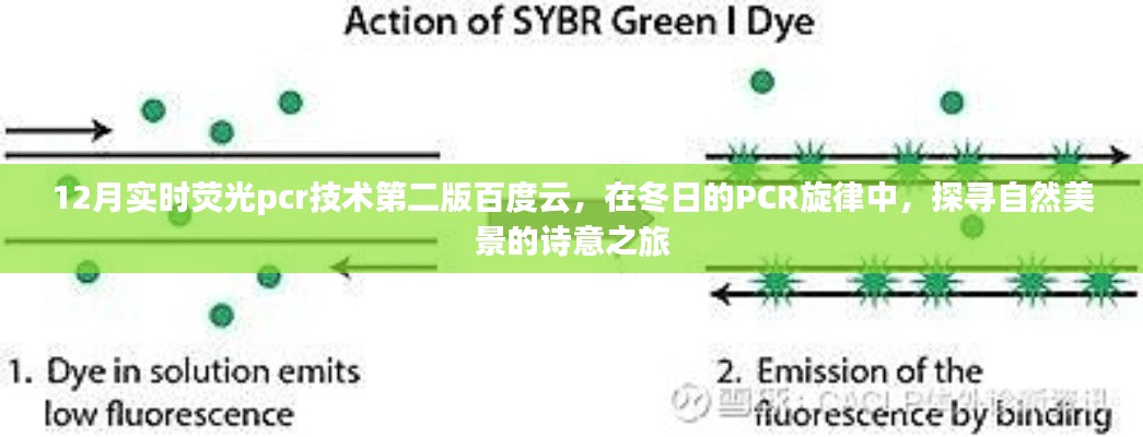冬日的PCR旋律，探尋自然美景的詩意之旅與實時熒光PCR技術(shù)第二版百度云資源