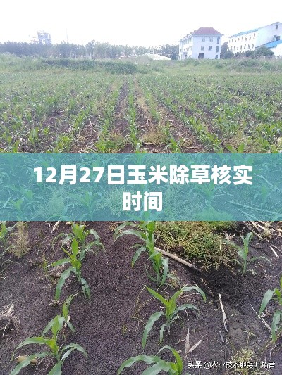 12月27日玉米除草核實(shí)時(shí)間解析
