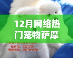 12月熱門寵物薩摩耶，萌寵之選