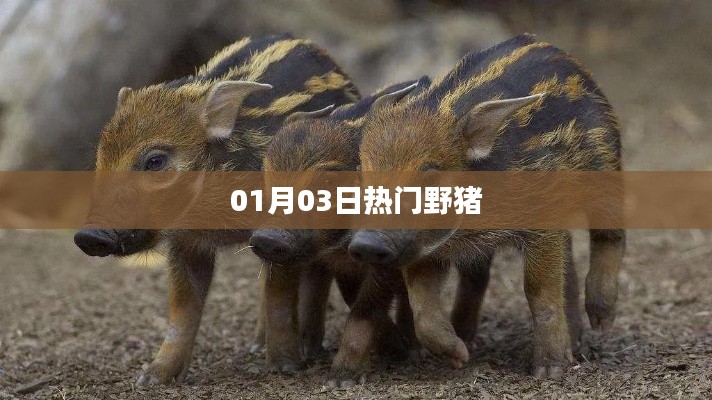 熱門(mén)野豬事件，最新動(dòng)態(tài)揭秘