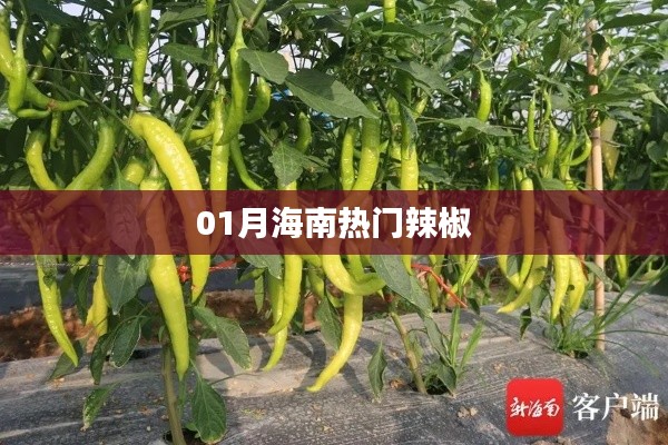 海南一月熱門辣椒風采