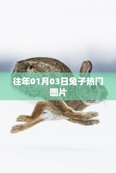 兔子熱門(mén)圖片盤(pán)點(diǎn)，日期回溯至一月三日