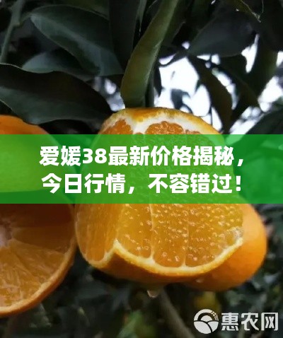 愛媛38最新價格揭秘，今日行情，不容錯過！