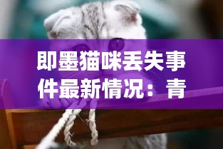 即墨貓咪丟失事件最新情況：青島即墨寵物醫(yī)院地址明細(xì) 
