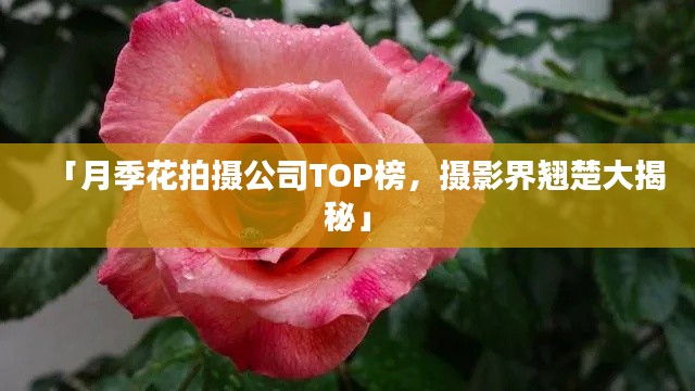 「月季花拍攝公司TOP榜，攝影界翹楚大揭秘」
