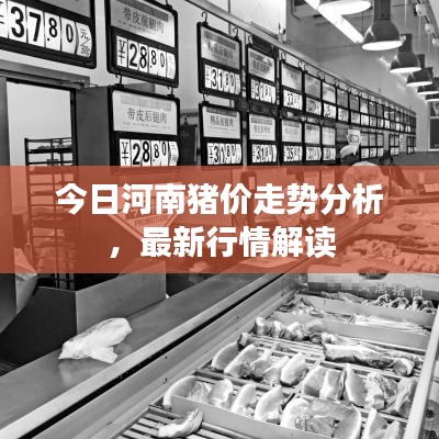 今日河南豬價走勢分析，最新行情解讀