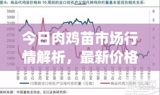 今日肉雞苗市場行情解析，最新價格動態(tài)及趨勢展望