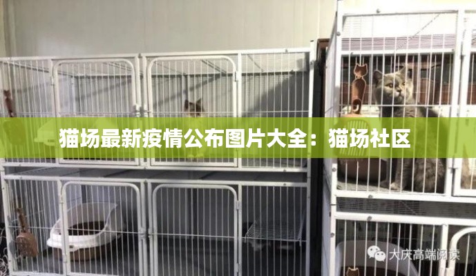 貓場最新疫情公布圖片大全：貓場社區(qū) 