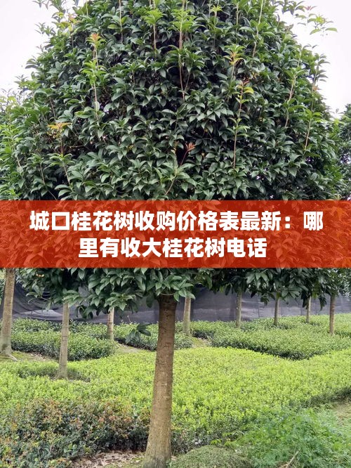 城口桂花樹收購價(jià)格表最新：哪里有收大桂花樹電話 