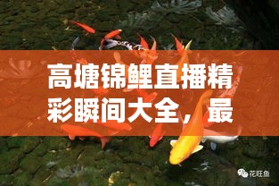 高塘錦鯉直播精彩瞬間大全，最新視頻一網(wǎng)打盡！
