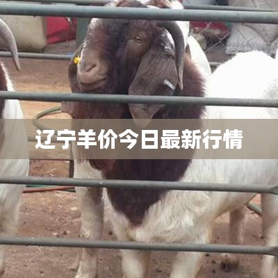 遼寧羊價(jià)今日最新行情