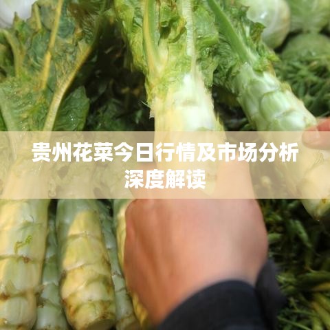 貴州花菜今日行情及市場分析深度解讀