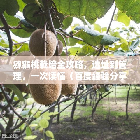 獼猴桃栽培全攻略，選址到管理，一次讀懂（百度經(jīng)驗分享）
