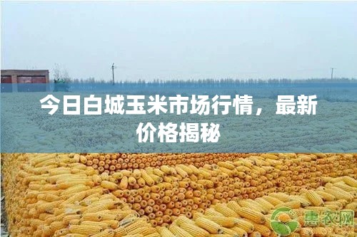 今日白城玉米市場(chǎng)行情，最新價(jià)格揭秘