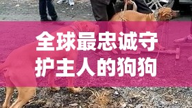 全球最忠誠守護(hù)主人的狗狗排行榜！