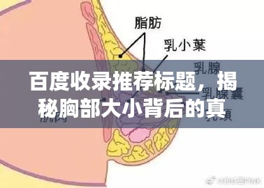 百度收錄推薦標(biāo)題，揭秘胸部大小背后的真相，深入了解與探討的百度視角。