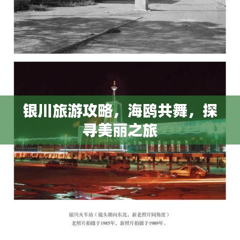 銀川旅游攻略，海鷗共舞，探尋美麗之旅