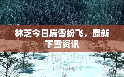 林芝今日瑞雪紛飛，最新下雪資訊