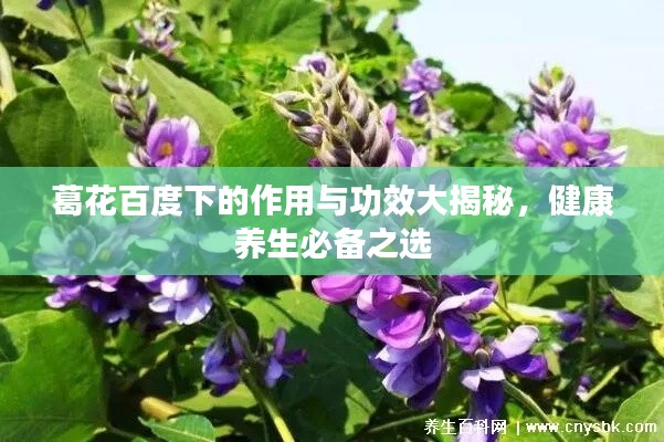 葛花百度下的作用與功效大揭秘，健康養(yǎng)生必備之選