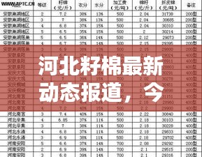 河北籽棉最新動(dòng)態(tài)報(bào)道，今日更新消息搶先看！