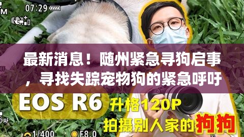 最新消息！隨州緊急尋狗啟事，尋找失蹤寵物狗的緊急呼吁！
