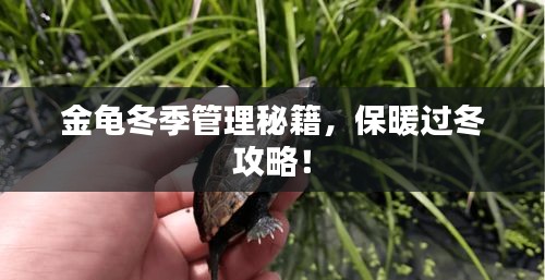 金龜冬季管理秘籍，保暖過(guò)冬攻略！