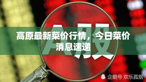 高原最新菜價行情，今日菜價消息速遞