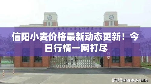 信陽小麥價格最新動態(tài)更新！今日行情一網(wǎng)打盡