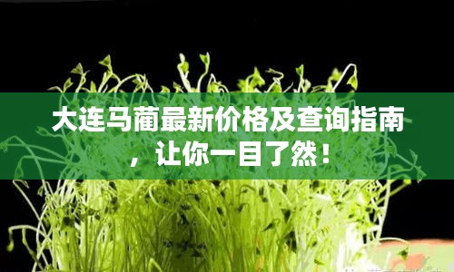 大連馬藺最新價(jià)格及查詢指南，讓你一目了然！