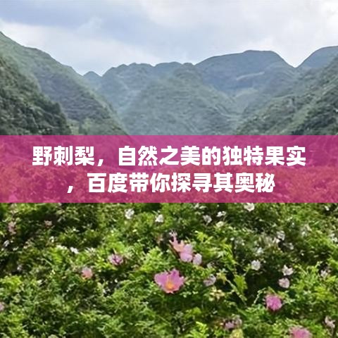 野刺梨，自然之美的獨(dú)特果實(shí)，百度帶你探尋其奧秘