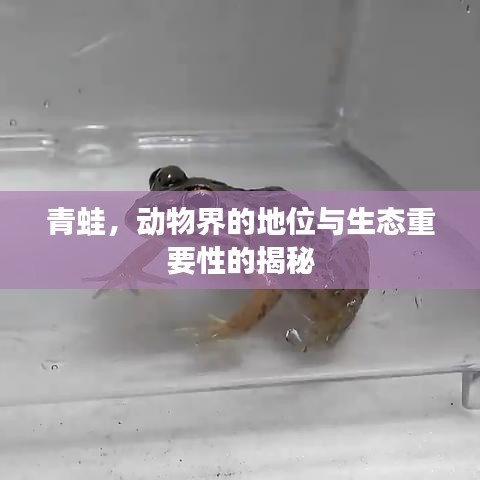 青蛙，動物界的地位與生態(tài)重要性的揭秘