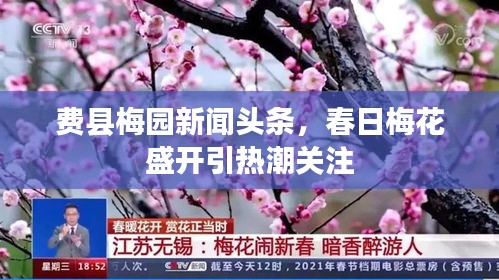 費縣梅園新聞頭條，春日梅花盛開引熱潮關(guān)注