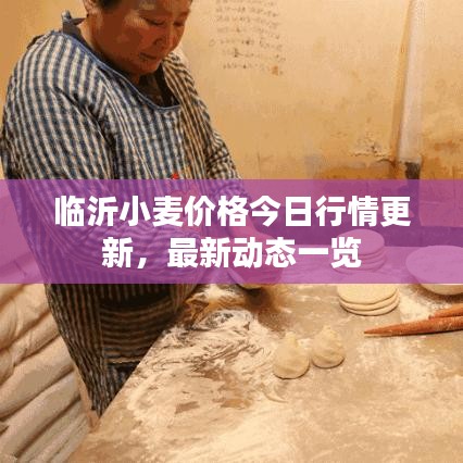 臨沂小麥價(jià)格今日行情更新，最新動(dòng)態(tài)一覽