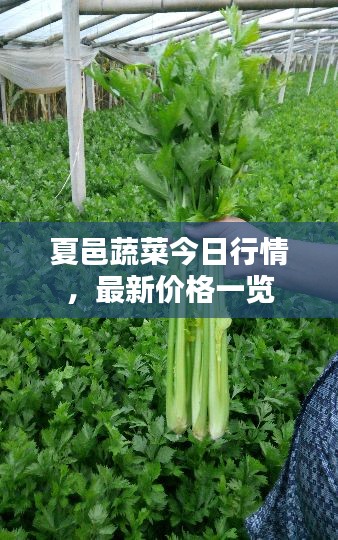 夏邑蔬菜今日行情，最新價(jià)格一覽