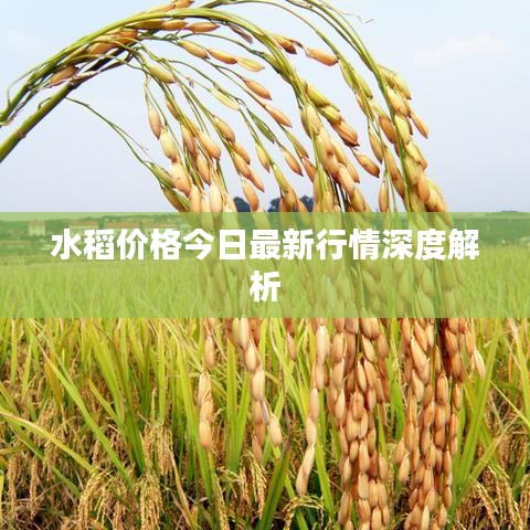水稻價格今日最新行情深度解析