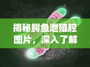 揭秘鱷魚泄殖腔圖片，深入了解鱷魚生殖系統(tǒng)的奧秘