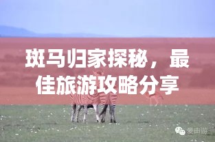 斑馬歸家探秘，最佳旅游攻略分享